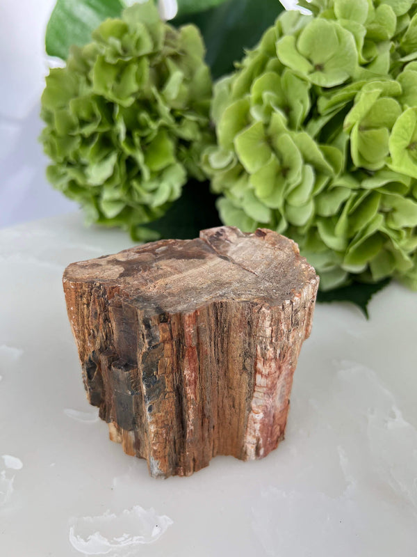 Versteend hout staand